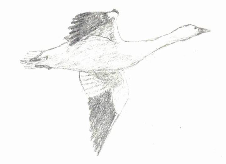 Snow Goose Sketch